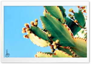 Bleeding Cactus Ultra HD Wallpaper for 4K UHD Widescreen desktop, tablet & smartphone