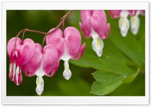 Bleeding Heart Flower Ultra HD Wallpaper for 4K UHD Widescreen desktop, tablet & smartphone