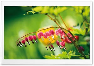 Bleeding Heart Flowers Ultra HD Wallpaper for 4K UHD Widescreen desktop, tablet & smartphone