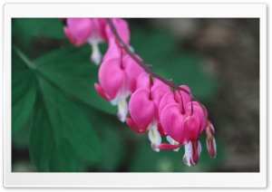 Bleeding Hearts Ultra HD Wallpaper for 4K UHD Widescreen desktop, tablet & smartphone