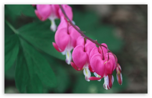 Bleeding Hearts UltraHD Wallpaper for UHD 16:9 2160p 1440p 1080p 900p 720p ; 8K UHD TV 16:9 Ultra High Definition 2160p 1440p 1080p 900p 720p ; Widescreen 16:10 5:3 WHXGA WQXGA WUXGA WXGA WGA ; Fullscreen 4:3 5:4 3:2 UXGA XGA SVGA QSXGA SXGA DVGA HVGA HQVGA ( Apple PowerBook G4 iPhone 4 3G 3GS iPod Touch ) ; Tablet 1:1 ; Mobile 3:4 - ;