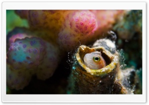 Blenny, Red Sea Ultra HD Wallpaper for 4K UHD Widescreen desktop, tablet & smartphone