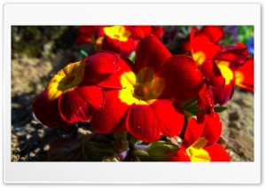 Blood Flower 4K UHD Wallpaper for Widescreen and UltraWide Desktop, UltraHD TV, Smartphone, Tablet