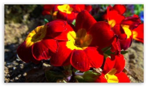 Blood Flower UltraHD Wallpaper for UHD 16:9 ; HD 16:9 ;