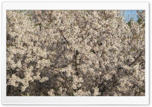 bloom 4K UHD Wallpaper for Widescreen and UltraWide Desktop, UltraHD TV, Smartphone, Tablet