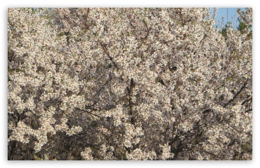 bloom UltraHD Wallpaper for HD 16:9 ; Widescreen 16:10 5:3 ;