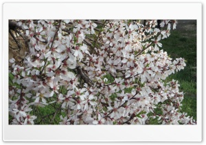 bloom 4K UHD Wallpaper for Widescreen and UltraWide Desktop, UltraHD TV, Smartphone, Tablet