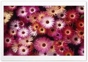 Blooming Asters Ultra HD Wallpaper for 4K UHD Widescreen desktop, tablet & smartphone