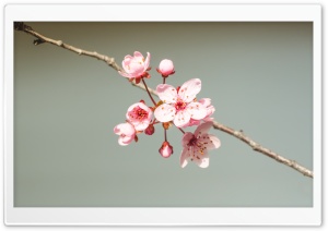 Blooming Branch Ultra HD Wallpaper for 4K UHD Widescreen desktop, tablet & smartphone