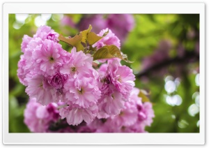 Blooming Day Ultra HD Wallpaper for 4K UHD Widescreen desktop, tablet & smartphone