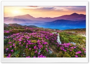 Blooming Fields in a High-Altitude Landscape 4K UHD Wallpaper for Widescreen and UltraWide Desktop, UltraHD TV, Smartphone, Tablet