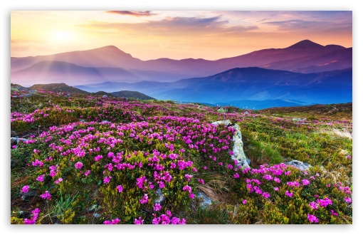 Blooming Fields in a High-Altitude Landscape UltraHD Wallpaper for UHD 16:9 ; HD 16:9 ; UltraWide 21:9 24:10 32:9 32:10 ; Widescreen 16:10 5:3 ; Fullscreen 4:3 5:4 3:2 ; Tablet 1:1 ; Dual 16:10 5:3 16:9 4:3 5:4 3:2 ;