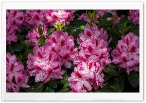 Blooming Flowers Ultra HD Wallpaper for 4K UHD Widescreen desktop, tablet & smartphone