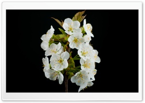 Blooming Flowers, Spring Ultra HD Wallpaper for 4K UHD Widescreen desktop, tablet & smartphone