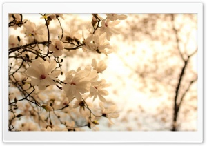 Blooming Magnolia Tree Ultra HD Wallpaper for 4K UHD Widescreen desktop, tablet & smartphone