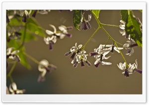 Blooming Nature Ultra HD Wallpaper for 4K UHD Widescreen desktop, tablet & smartphone