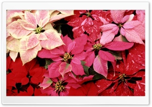 Blooming Poinsettias Ultra HD Wallpaper for 4K UHD Widescreen desktop, tablet & smartphone
