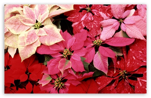 Blooming Poinsettias Ultra HD Desktop Background Wallpaper for 4K UHD ...