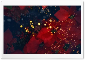 Blooming Poinsettias Red Ultra HD Wallpaper for 4K UHD Widescreen desktop, tablet & smartphone