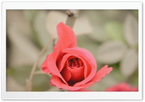 Blooming Rose 2 Ultra HD Wallpaper for 4K UHD Widescreen desktop, tablet & smartphone