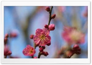 Blooming Tree Spring Ultra HD Wallpaper for 4K UHD Widescreen desktop, tablet & smartphone
