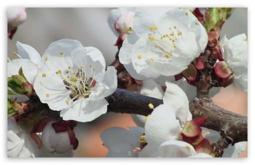 Blooming Tree Spring 10 UltraHD Wallpaper for HD 16:9 ; Widescreen 16:10 5:3 ; Fullscreen 4:3 5:4 3:2 ; Tablet 1:1 ; Mobile 3:5 ;