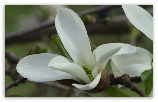 Blooming Tree Spring 11 UltraHD Wallpaper for HD 16:9 ; Widescreen 16:10 5:3 ; Fullscreen 4:3 5:4 3:2 ; Mobile 3:5 3:4 ;