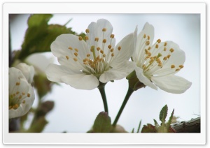 Blooming Tree Spring 13 4K UHD Wallpaper for Widescreen and UltraWide Desktop, UltraHD TV, Smartphone, Tablet