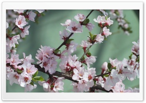 Blooming Tree Spring 3 4K UHD Wallpaper for Widescreen and UltraWide Desktop, UltraHD TV, Smartphone, Tablet