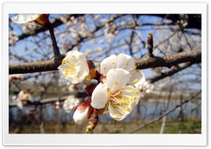 Blooming Tree Spring 4 Ultra HD Wallpaper for 4K UHD Widescreen desktop, tablet & smartphone