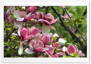Blooming Tree Spring 5 4K UHD Wallpaper for Widescreen and UltraWide Desktop, UltraHD TV, Smartphone, Tablet