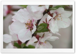 Blooming Tree Spring 7 4K UHD Wallpaper for Widescreen and UltraWide Desktop, UltraHD TV, Smartphone, Tablet