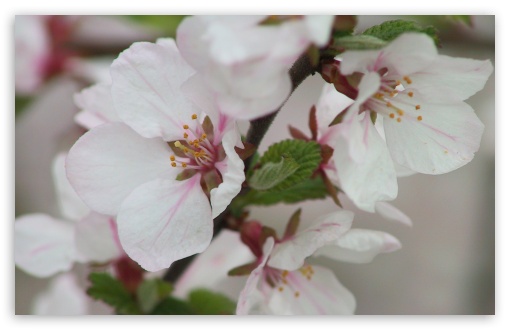 Blooming Tree Spring 7 UltraHD Wallpaper for Widescreen 16:10 5:3 ; Fullscreen 4:3 5:4 3:2 ; Tablet 1:1 ;