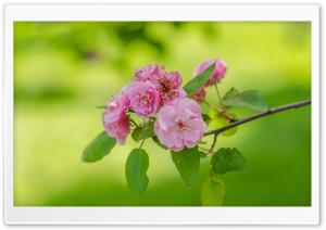 Blooming Tree, Spring, Fresh Green Background Ultra HD Wallpaper for 4K UHD Widescreen desktop, tablet & smartphone