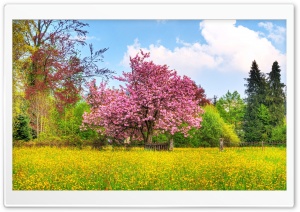 Blooming Trees Ultra HD Wallpaper for 4K UHD Widescreen desktop, tablet & smartphone