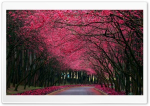 Blooming Trees Alley Ultra HD Wallpaper for 4K UHD Widescreen desktop, tablet & smartphone