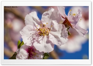 Blossom Ultra HD Wallpaper for 4K UHD Widescreen desktop, tablet & smartphone