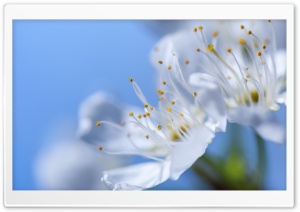 Blossom, Blue Spring Sky Ultra HD Wallpaper for 4K UHD Widescreen desktop, tablet & smartphone