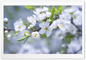 Blossom Branch Ultra HD Wallpaper for 4K UHD Widescreen desktop, tablet & smartphone