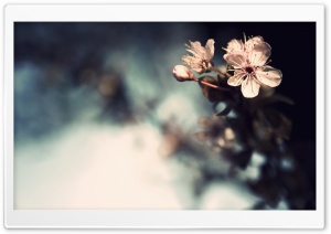 Blossom Close-Up Ultra HD Wallpaper for 4K UHD Widescreen desktop, tablet & smartphone