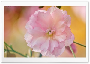 Blossom Flower Ultra HD Wallpaper for 4K UHD Widescreen desktop, tablet & smartphone