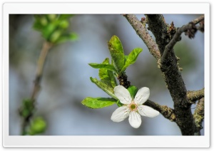 Blossom Flower Macro Ultra HD Wallpaper for 4K UHD Widescreen desktop, tablet & smartphone