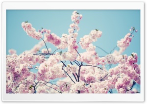 Blossom Flower Tree Ultra HD Wallpaper for 4K UHD Widescreen desktop, tablet & smartphone