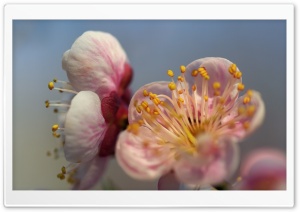 Blossom Macro Ultra HD Wallpaper for 4K UHD Widescreen desktop, tablet & smartphone