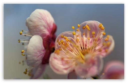 Blossom Macro UltraHD Wallpaper for UHD 16:9 ; HD 16:9 ; Widescreen 16:10 5:3 ; Fullscreen 4:3 5:4 3:2 ; Tablet 1:1 ; Mobile 3:4 ;