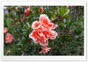 Blossom of Pomegranate Ultra HD Wallpaper for 4K UHD Widescreen Desktop, Lockscreen, Screensaver, TV, Tablet, Smartphone