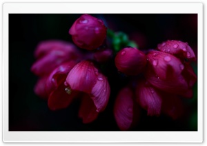 Blossom, Raindrops, Dark Ultra HD Wallpaper for 4K UHD Widescreen desktop, tablet & smartphone