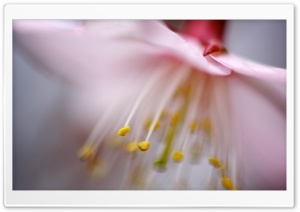 Blossom Stamens Ultra HD Wallpaper for 4K UHD Widescreen desktop, tablet & smartphone