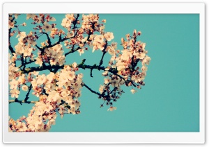 Blossom Tree Against A Blue Sky Ultra HD Wallpaper for 4K UHD Widescreen desktop, tablet & smartphone