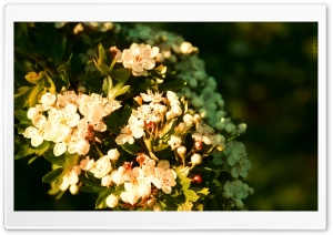 Blossom Tree Branch Ultra HD Wallpaper for 4K UHD Widescreen desktop, tablet & smartphone